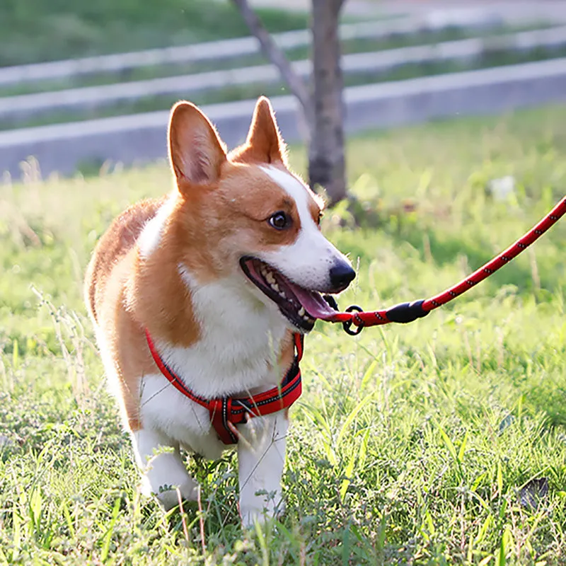 Puppy medium dog leash